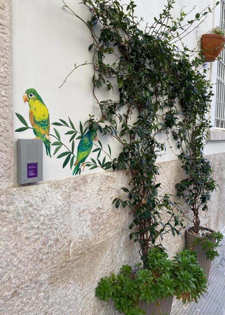 ביצ'לייה Iris Apartment מראה חיצוני תמונה